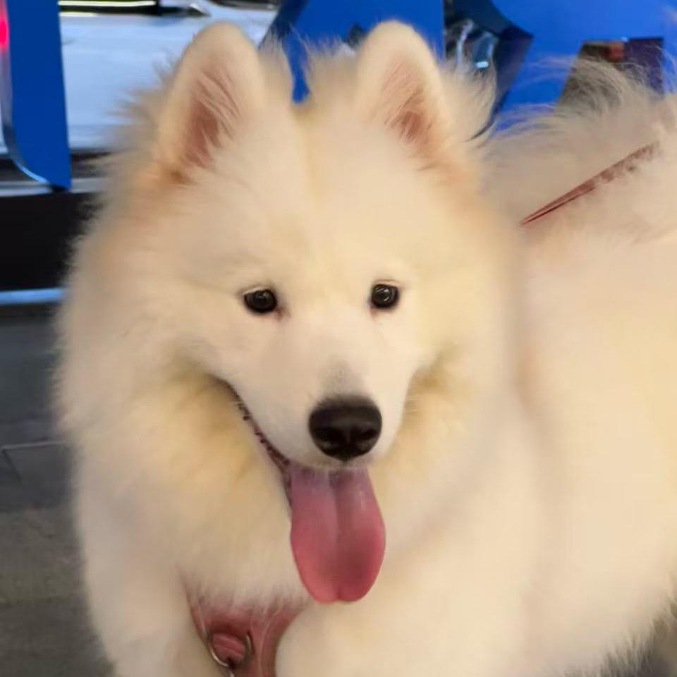 viki