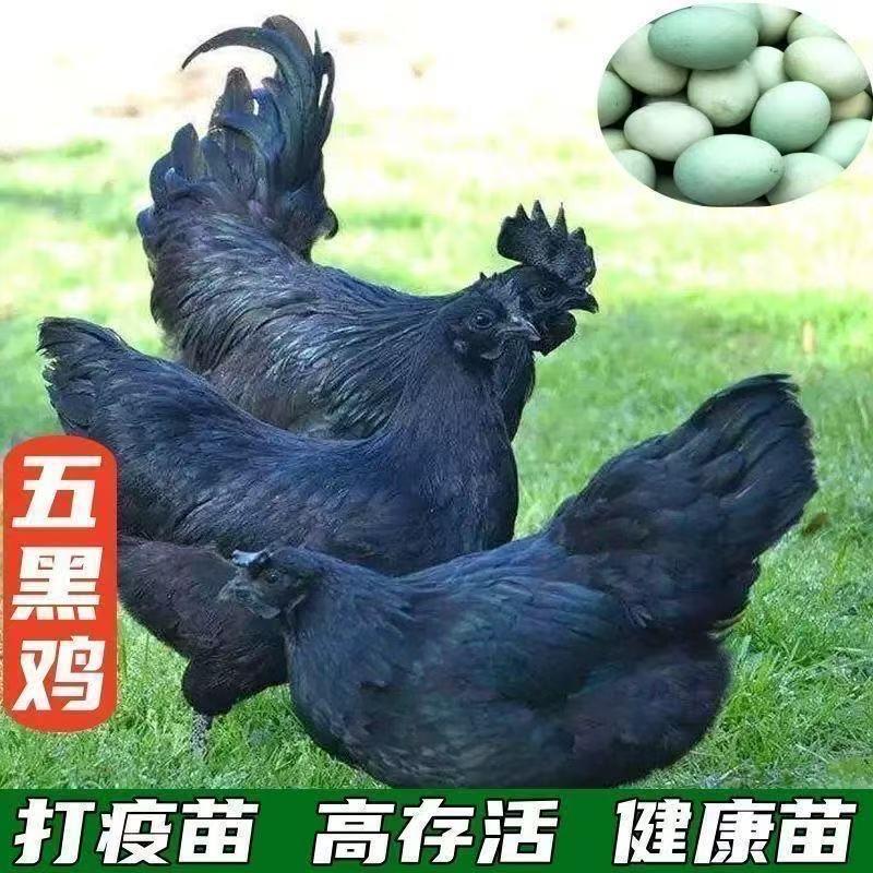 土鸡批发零售