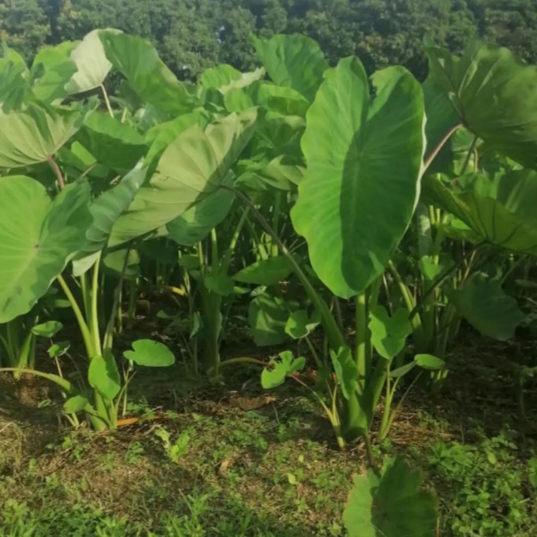芋头种植大丰收
