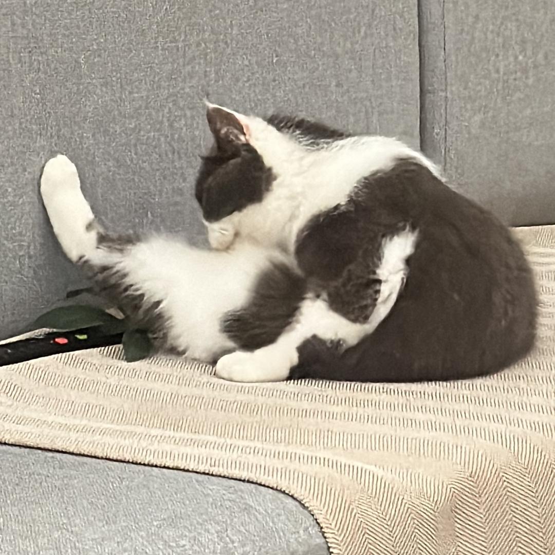 🐱mzm