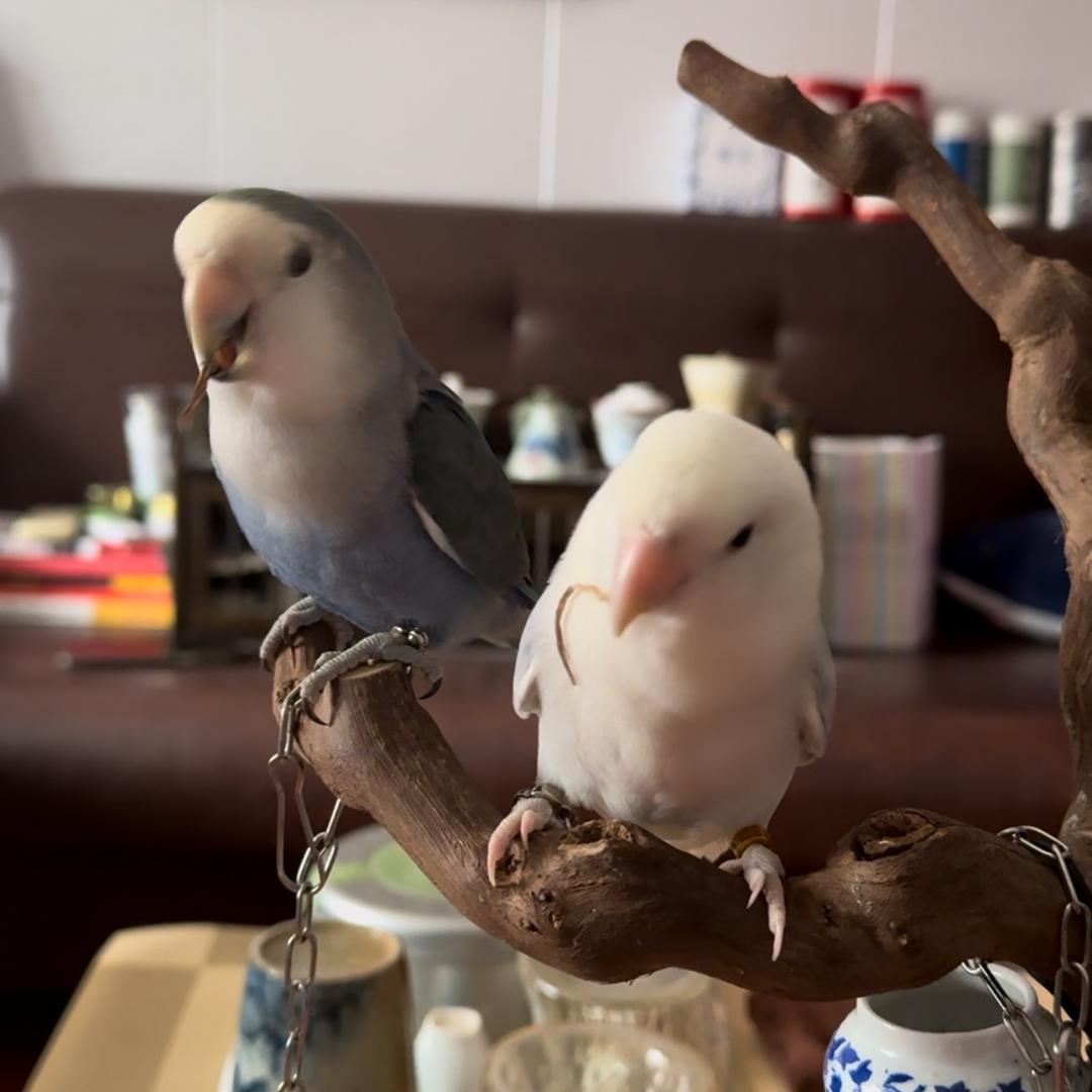 老铁双鸡