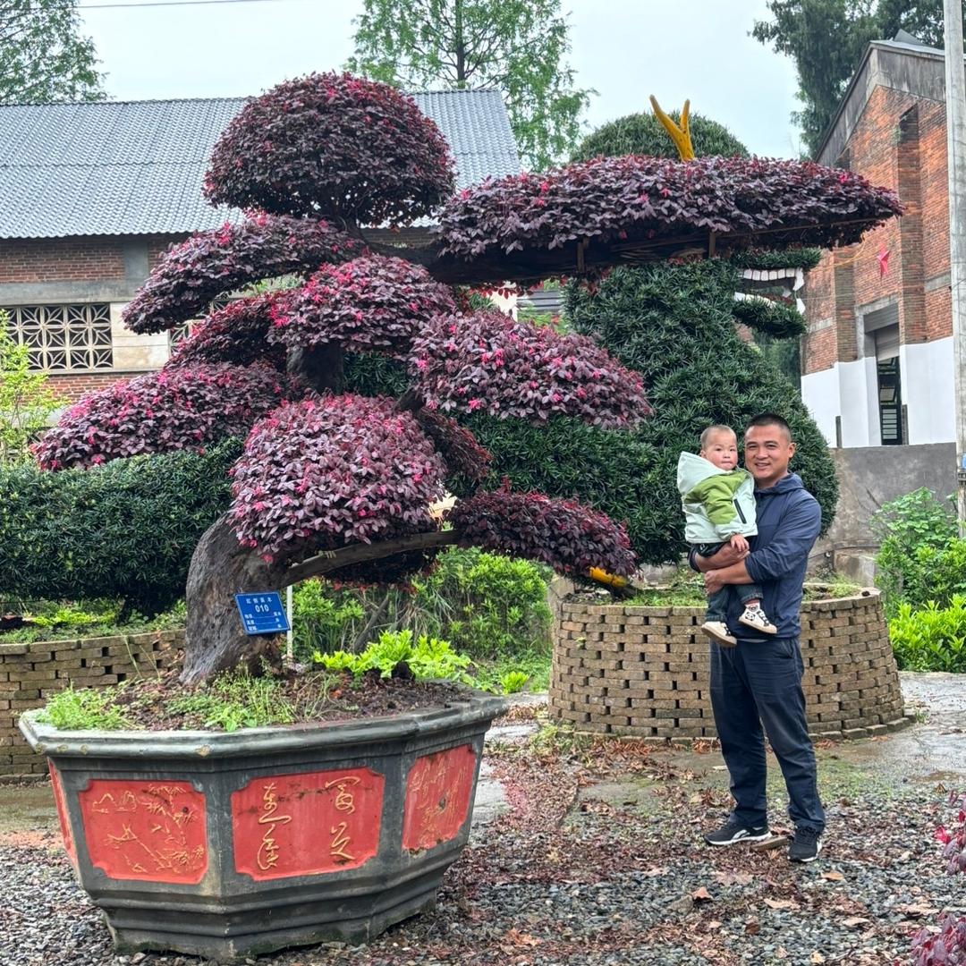 华习园