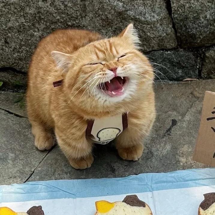 是欣欣子啊🤪