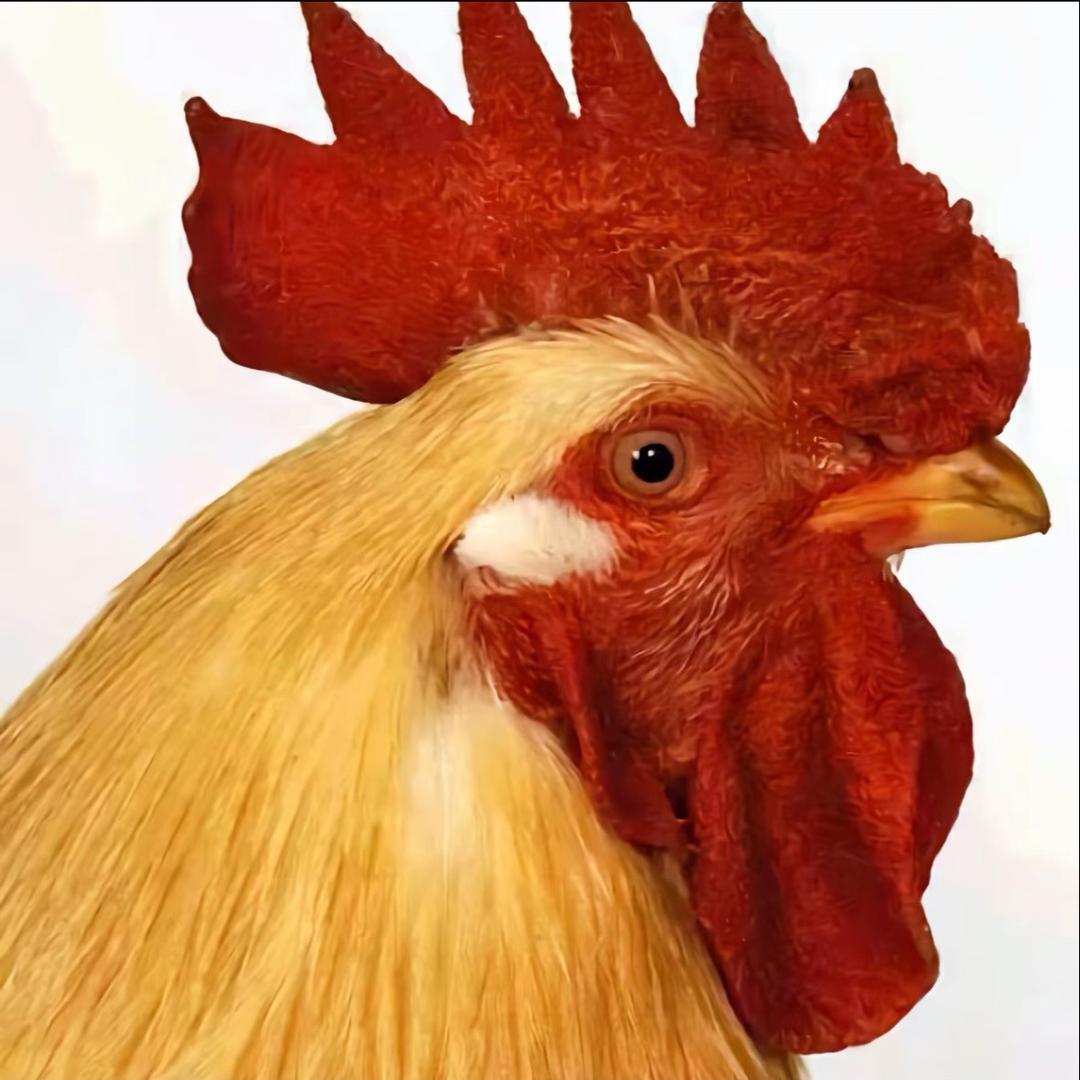 稀饭🥣