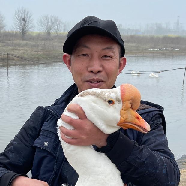 养鹅老张