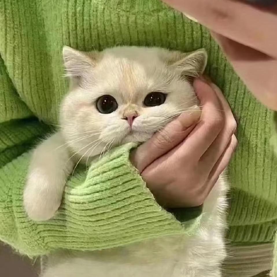 九个脑袋🃏