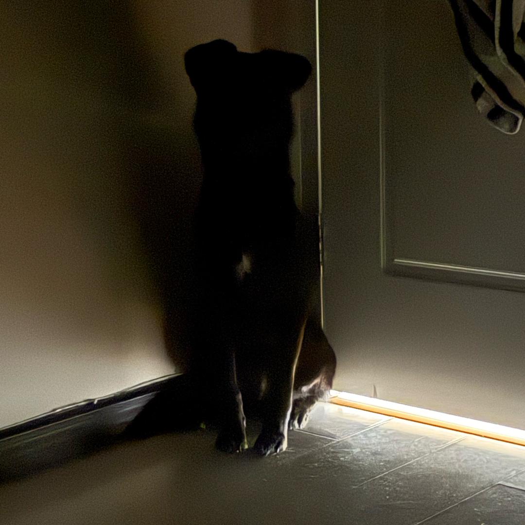 北京宠物医生小陈