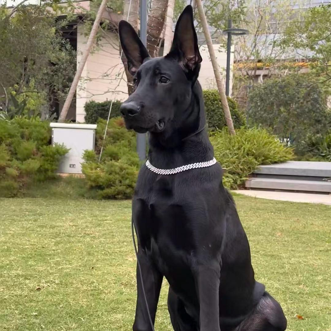 黑狼 莱州红王中王！