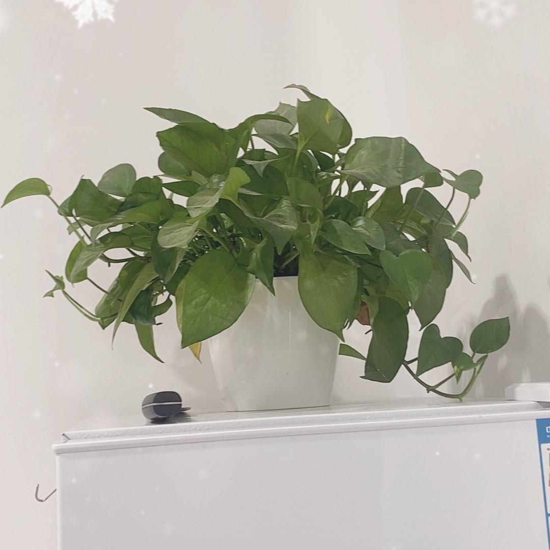 孔雀