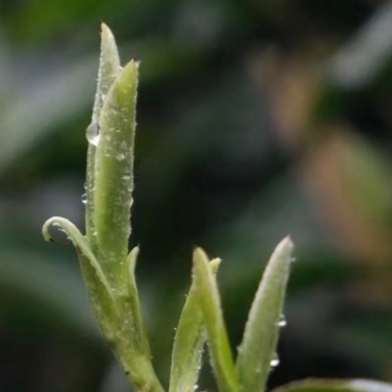 汇川皓淋茶香小铺