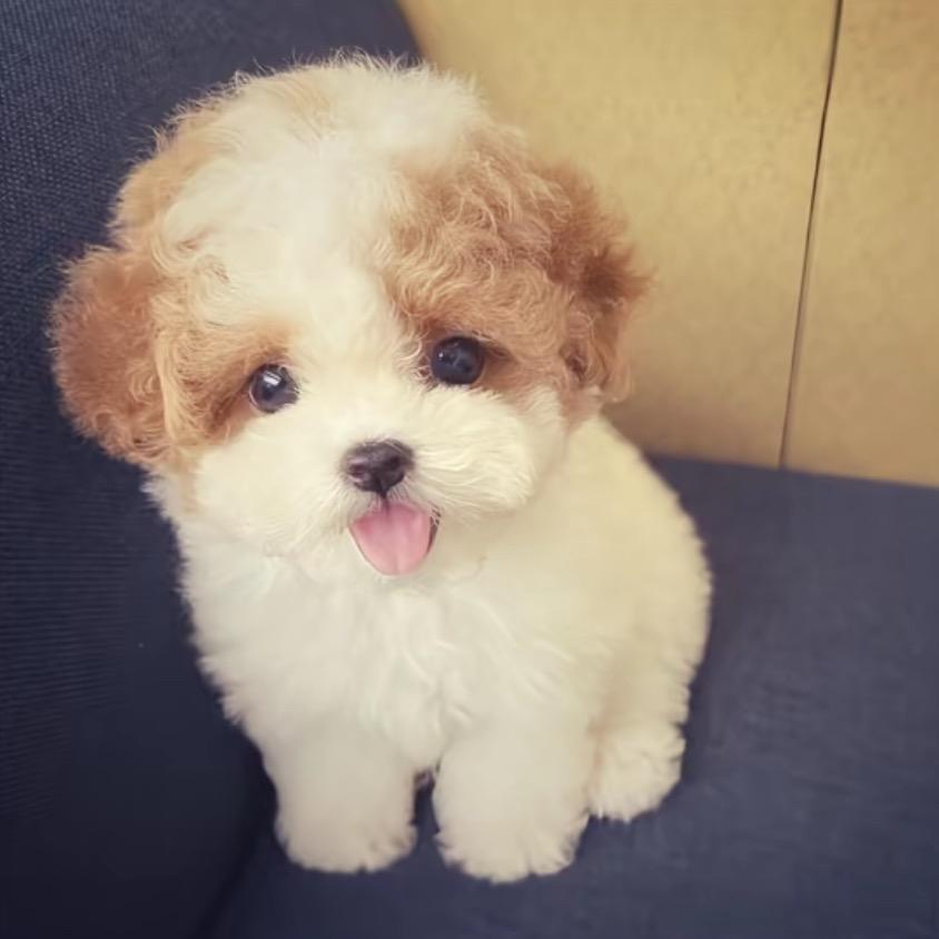 番茄炒蛋