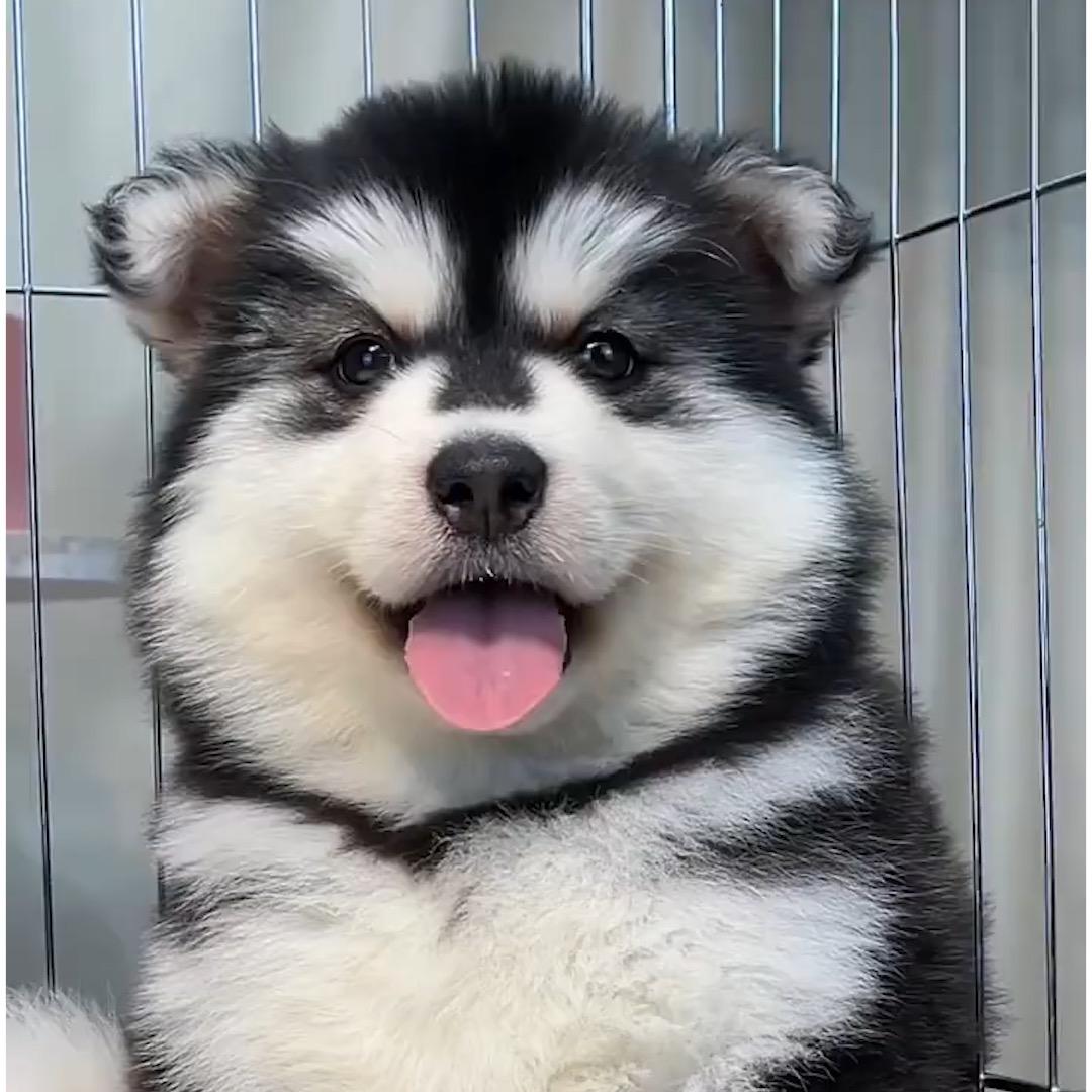 阿拉斯加犬舍（君瀚宠物）