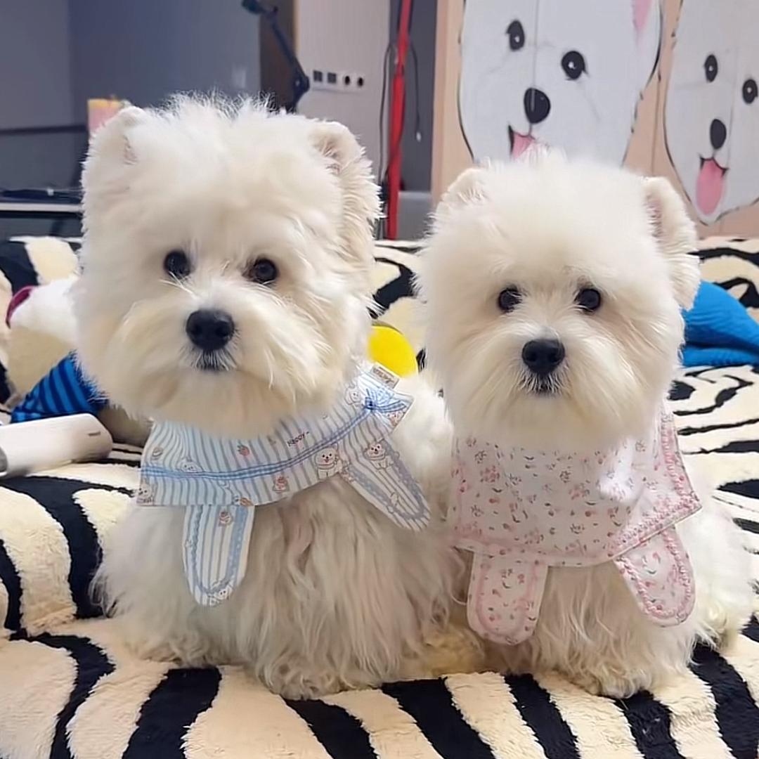 冰糕