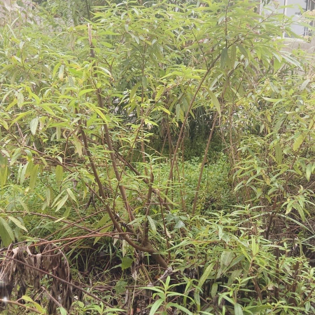修发动机