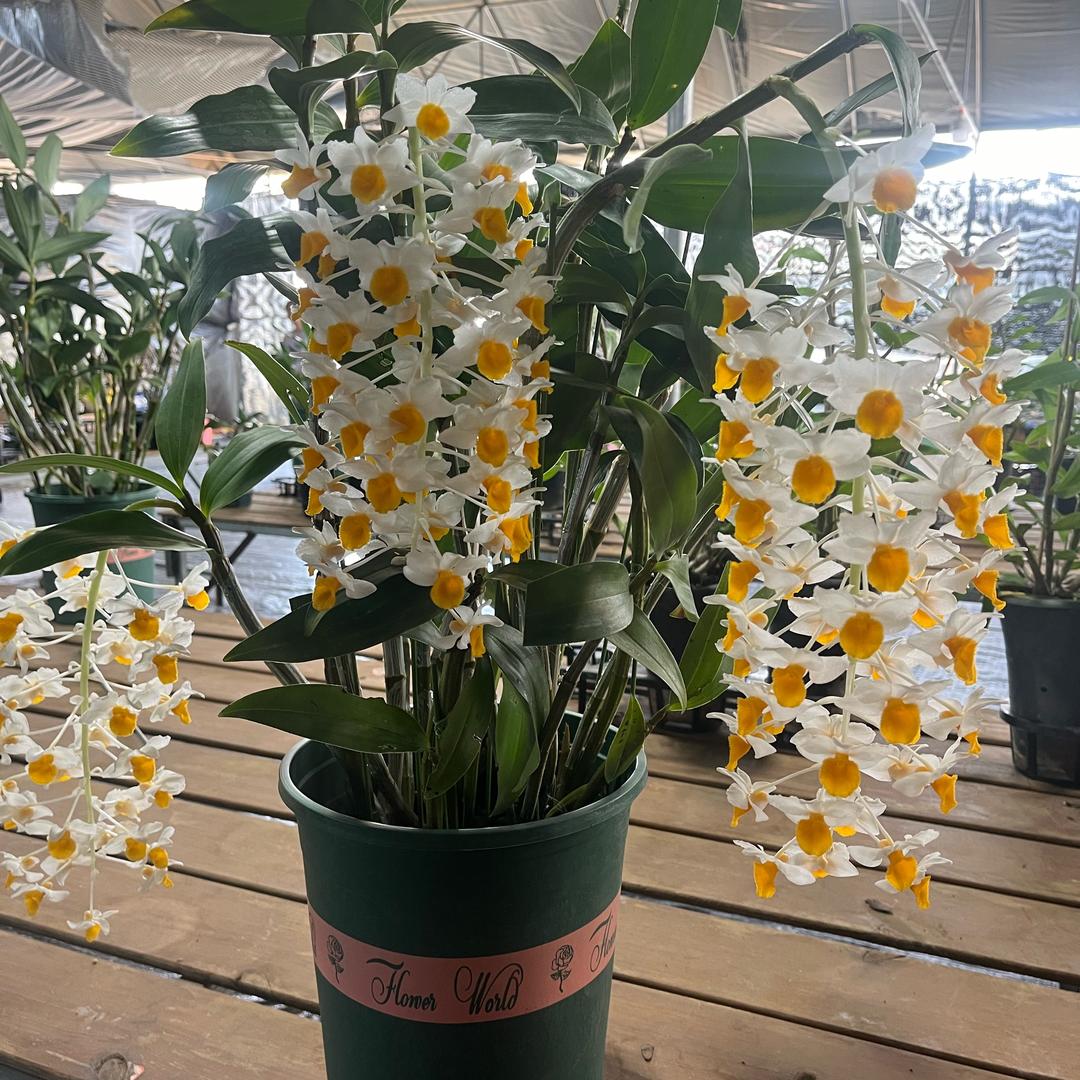 云南石斛花卉