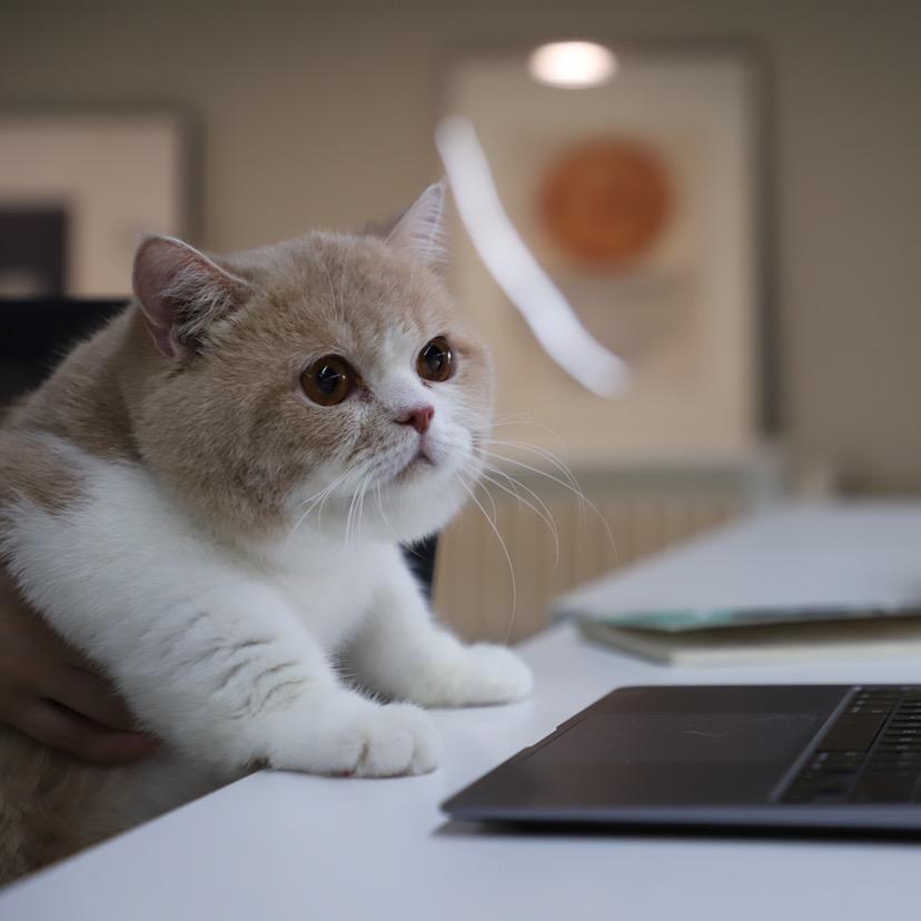 喵飞狗跳办公室