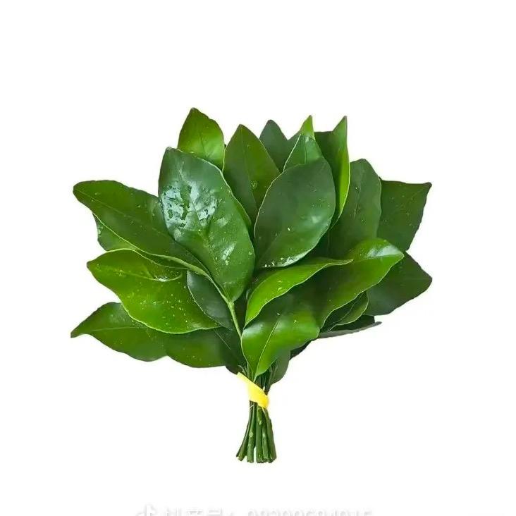翻斗花园小美🏕