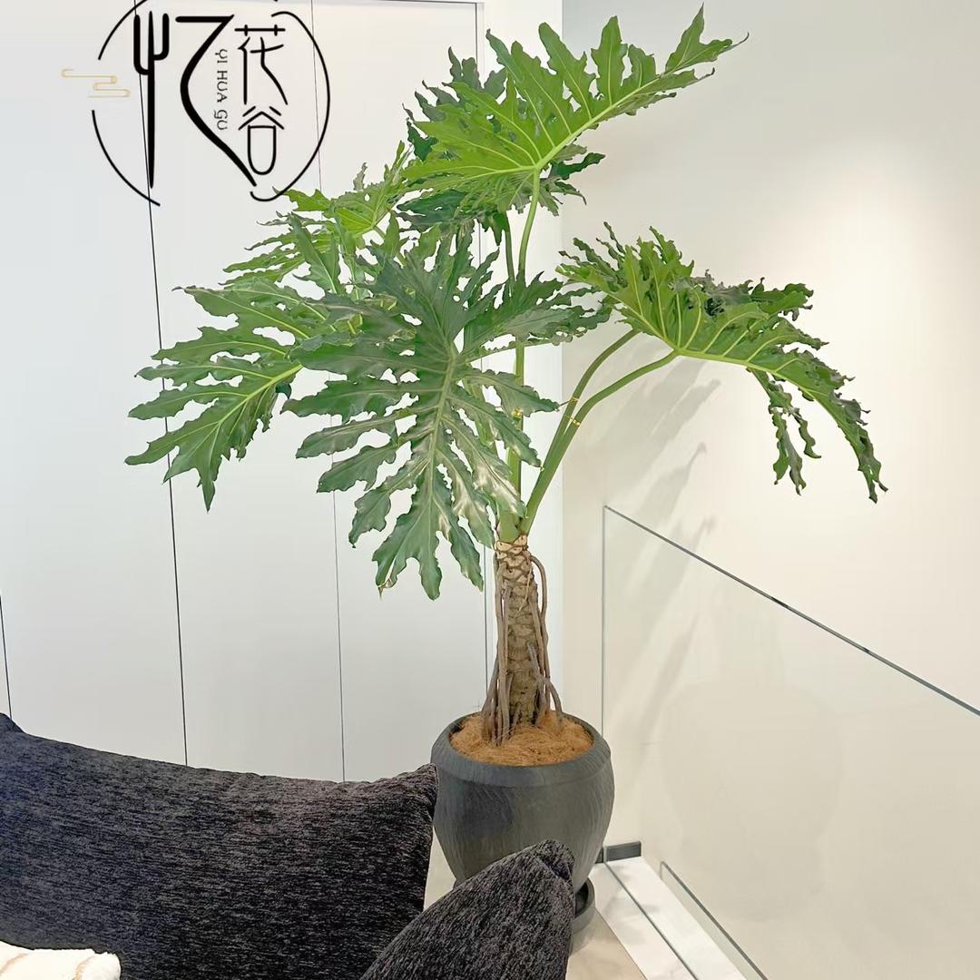 沈阳市于洪区忆花谷园艺花卉店