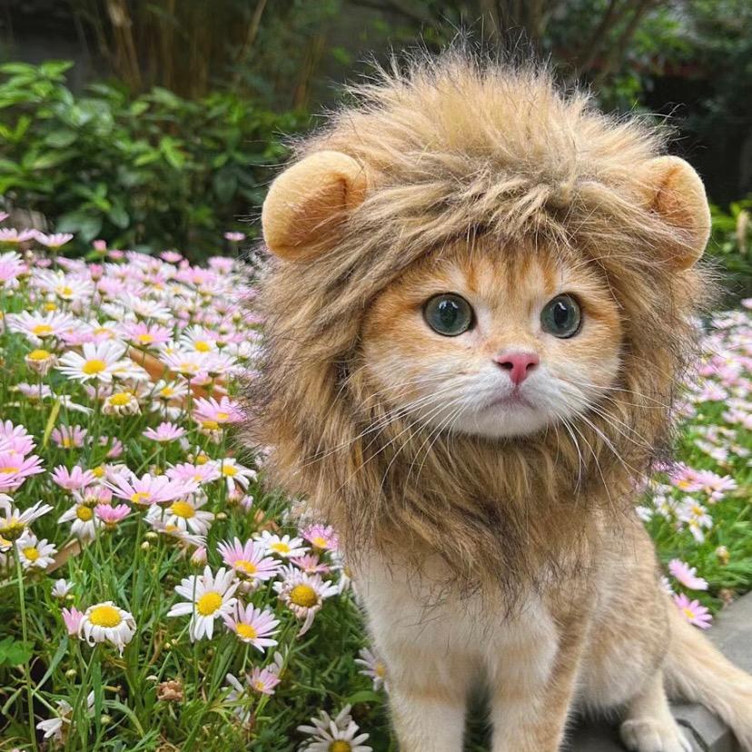 小番茄猫
