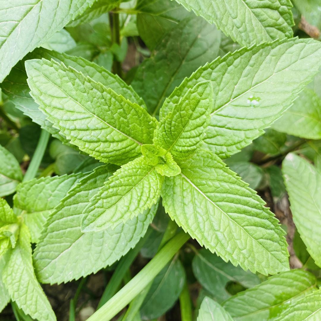 嵩洛百草一号