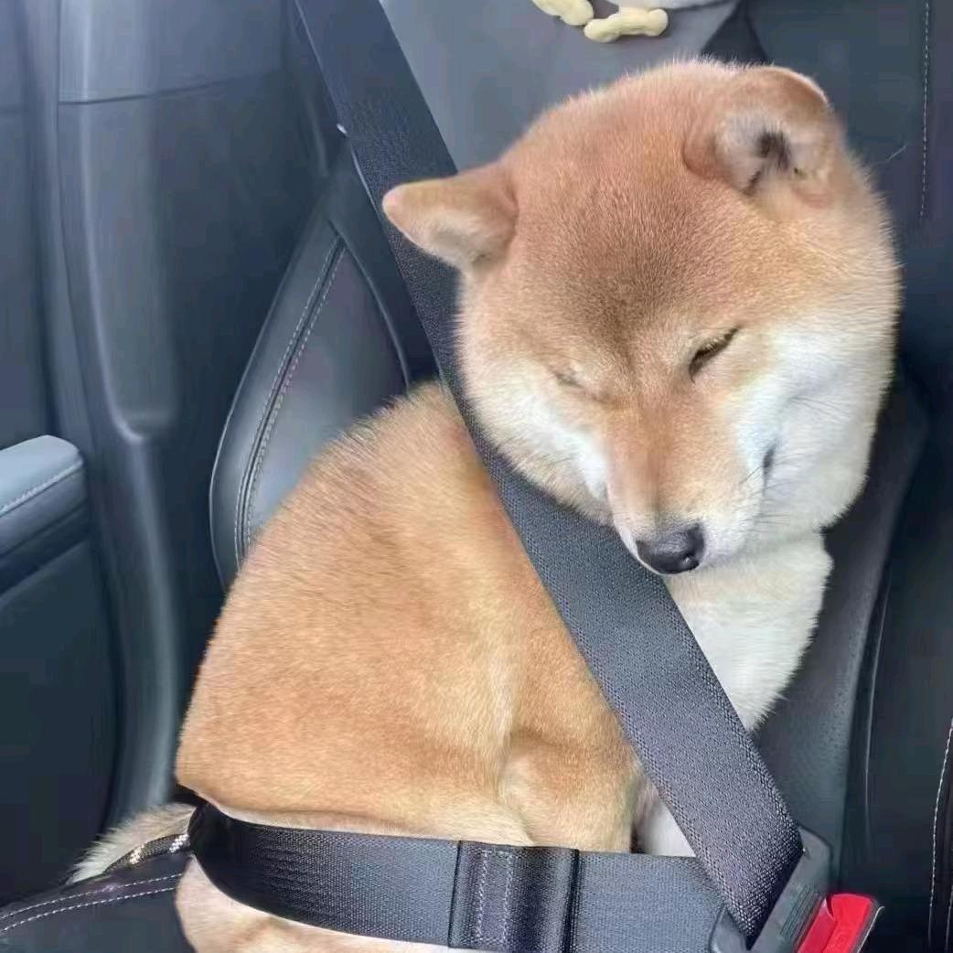 不吃骚猪