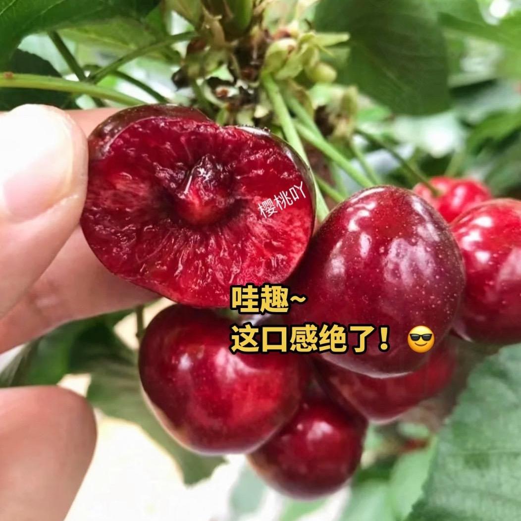 龙强果树苗木专营店