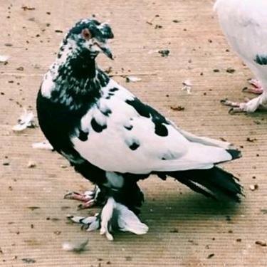 新疆翻翻鸽子。。兄弟鸽舍🕊️