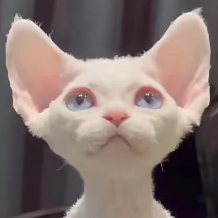 德文卷毛猫