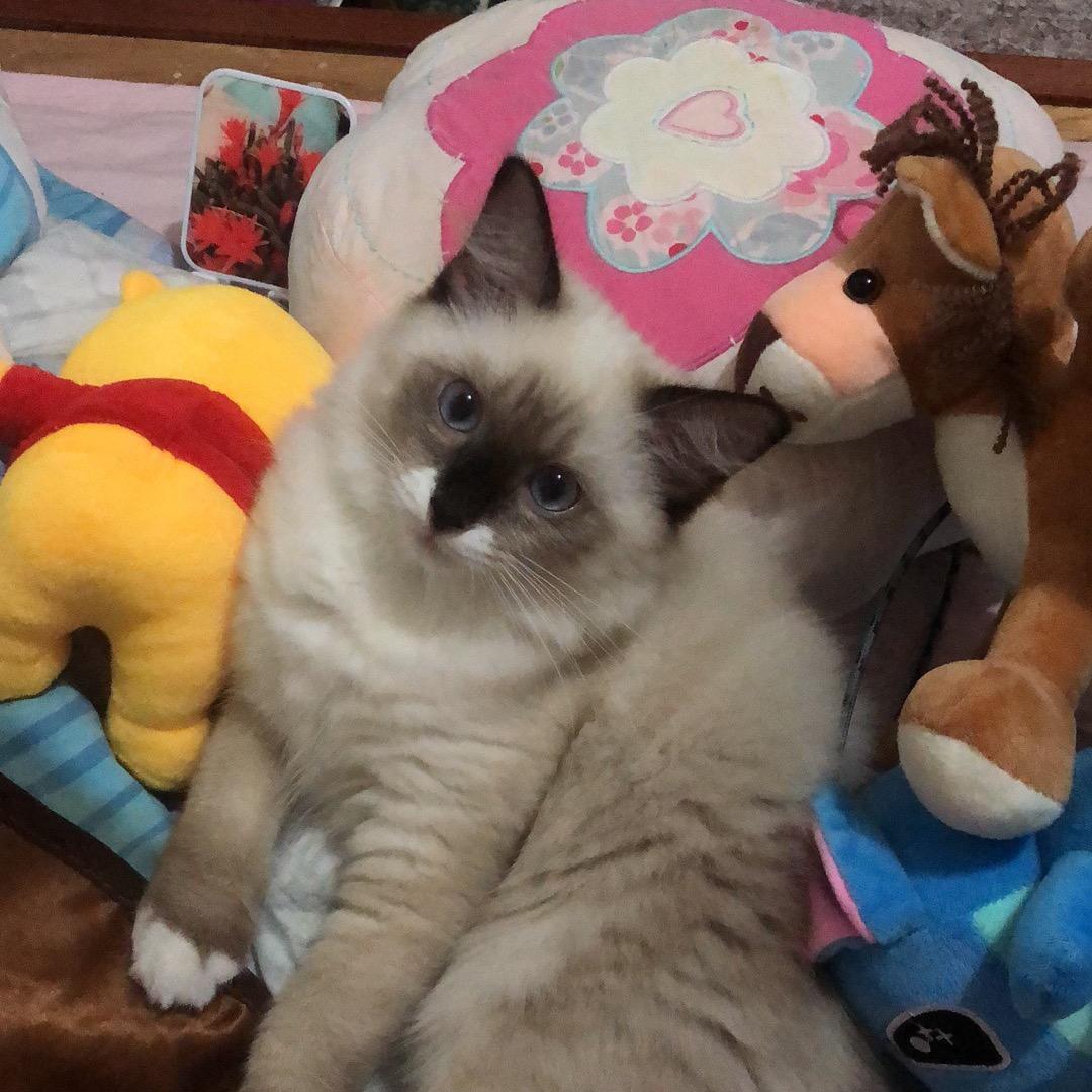 妖芯
