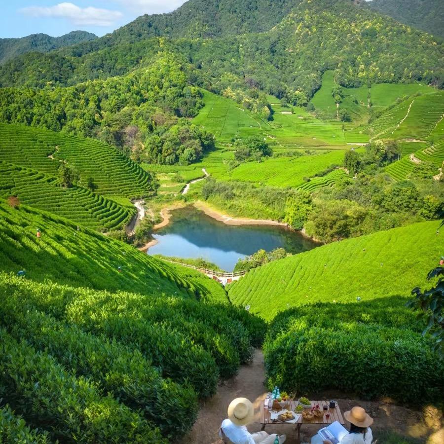 凤凰单丛茶～茶农