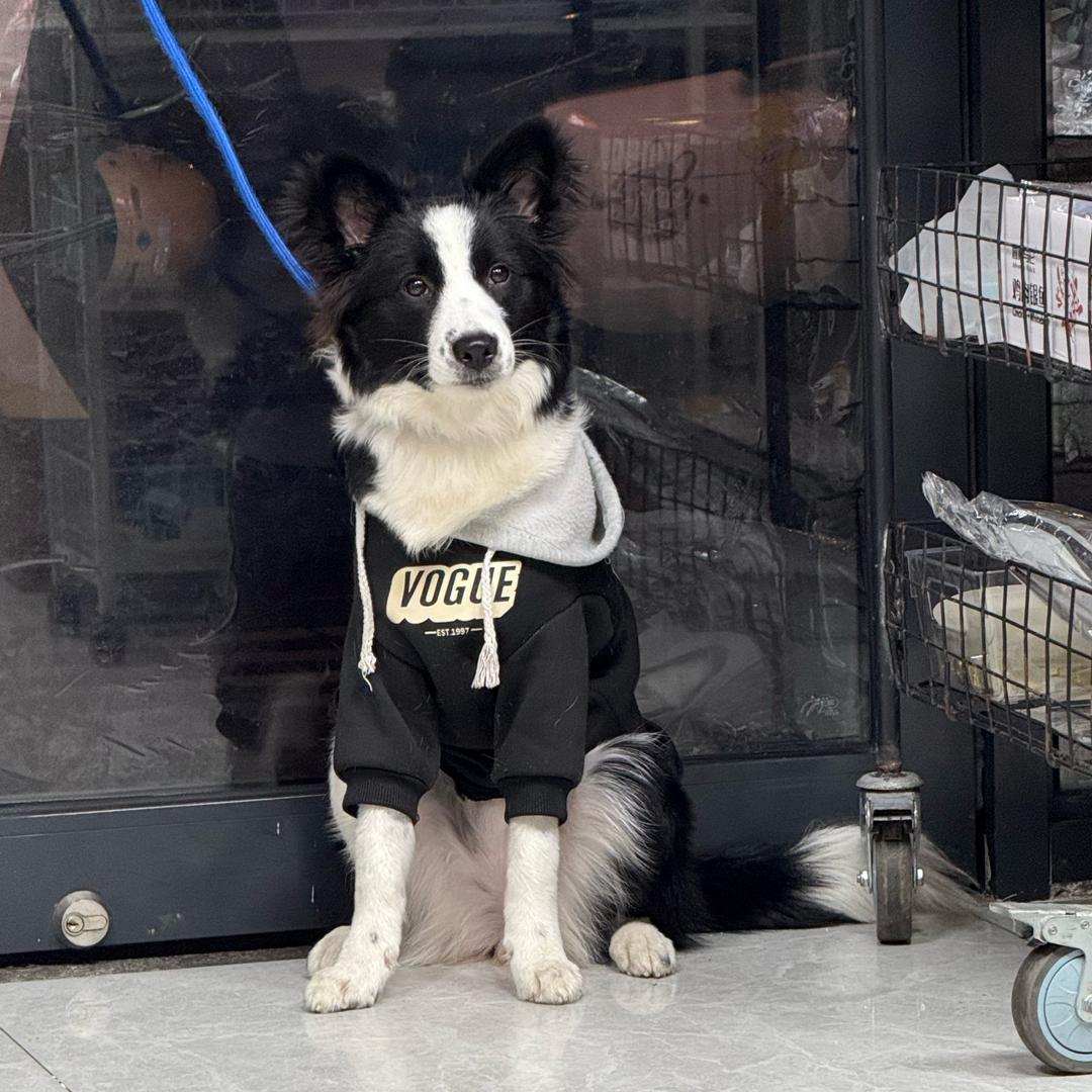 边牧小七闯祸日记