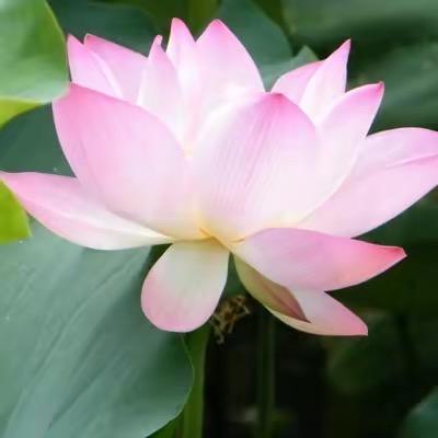 一帆风顺
