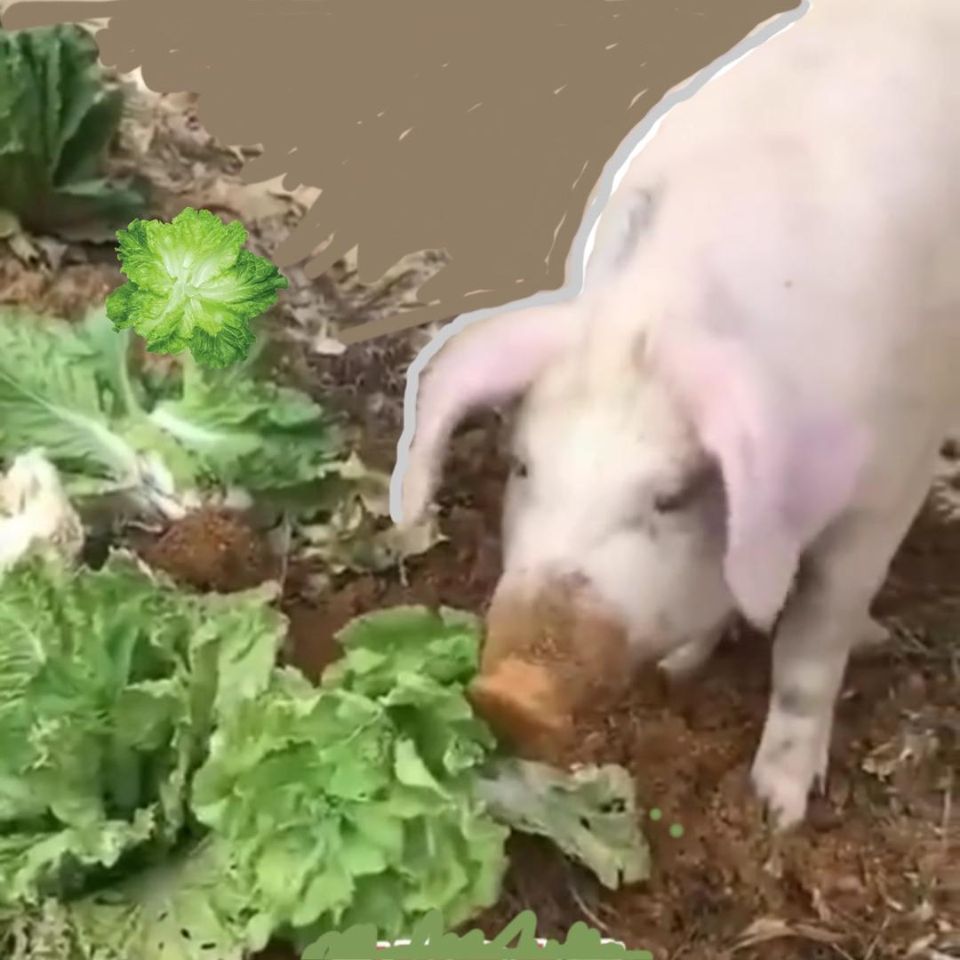 白菜被🐖拱了