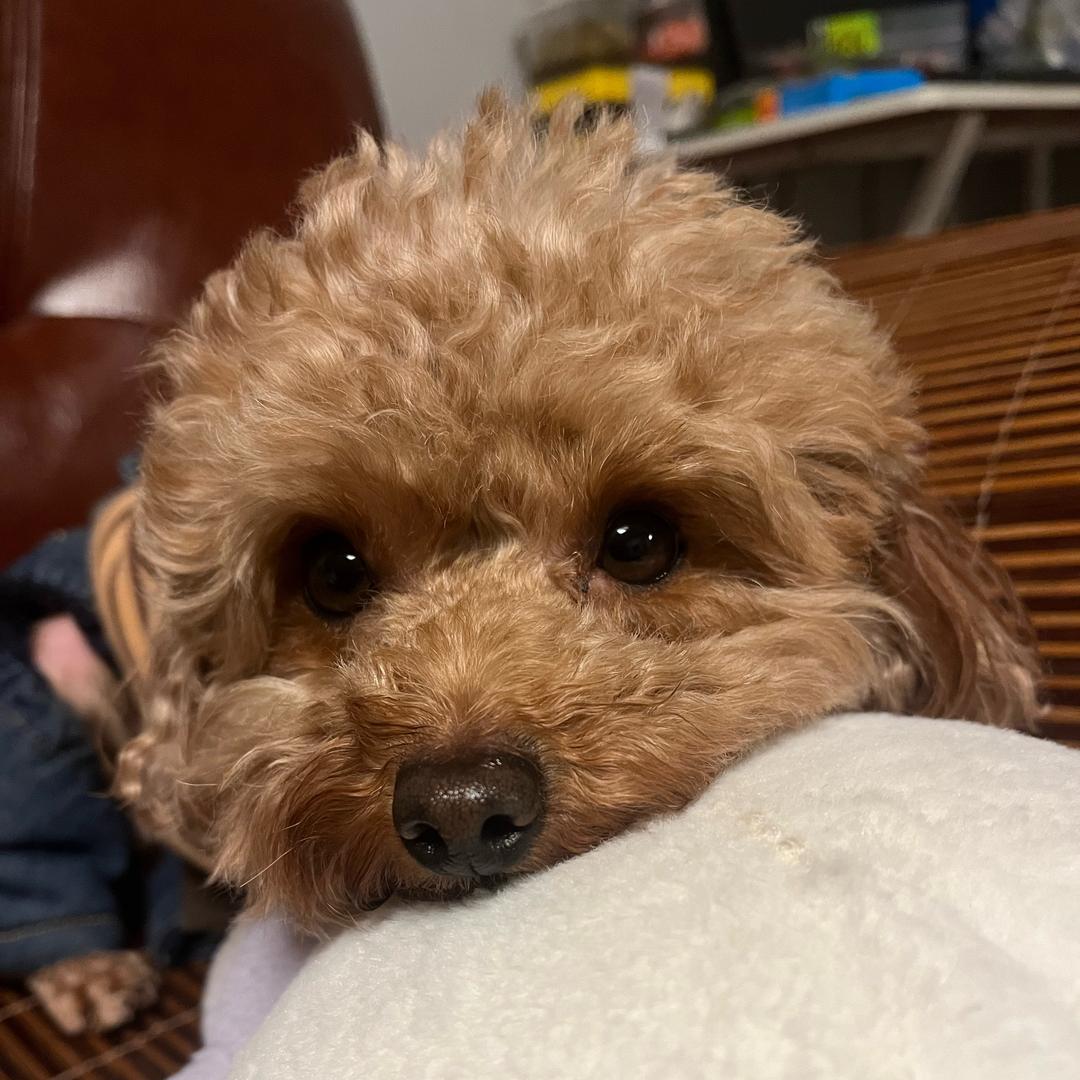 🌈🌈🎣🐟半只耳