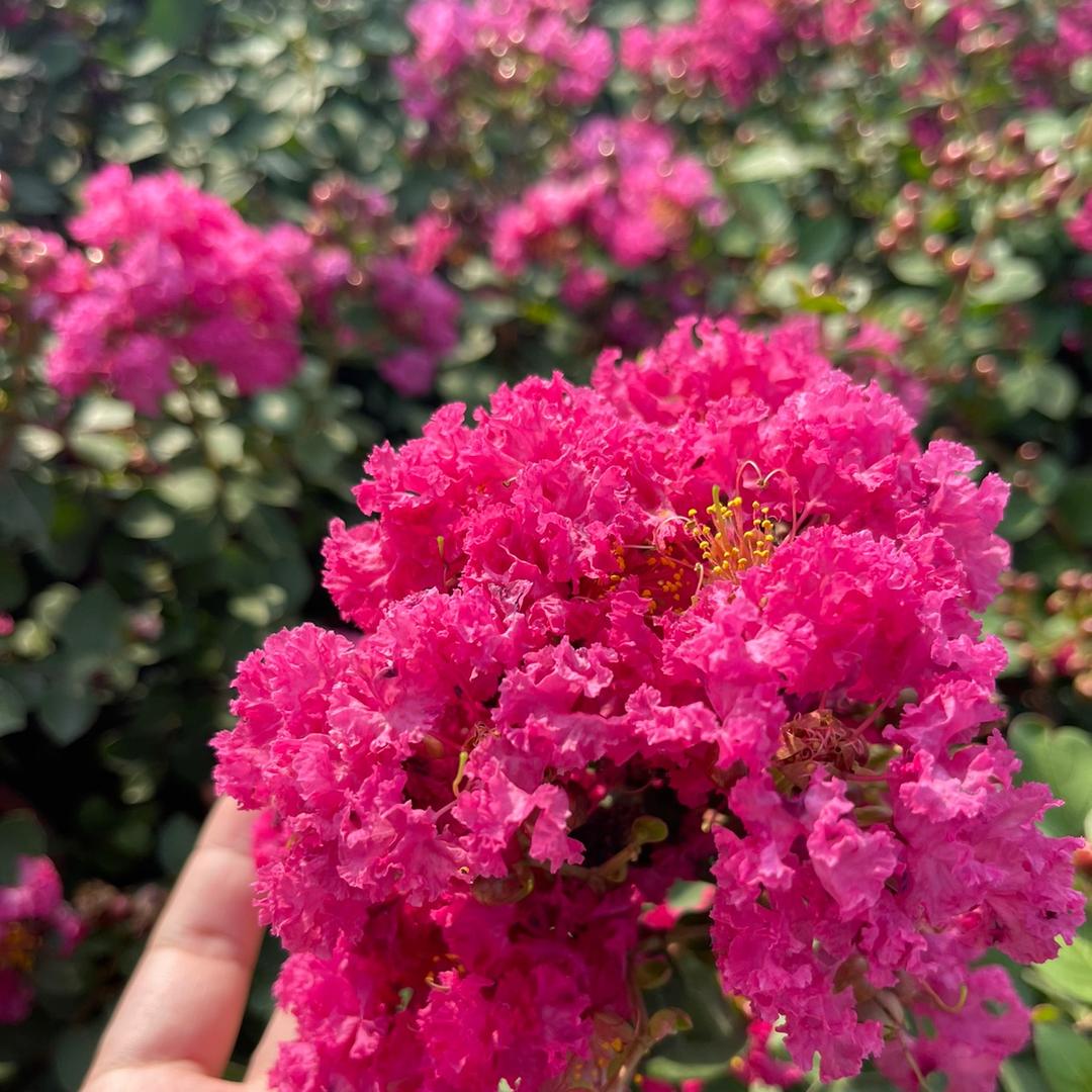 花满院植物乐园花舍