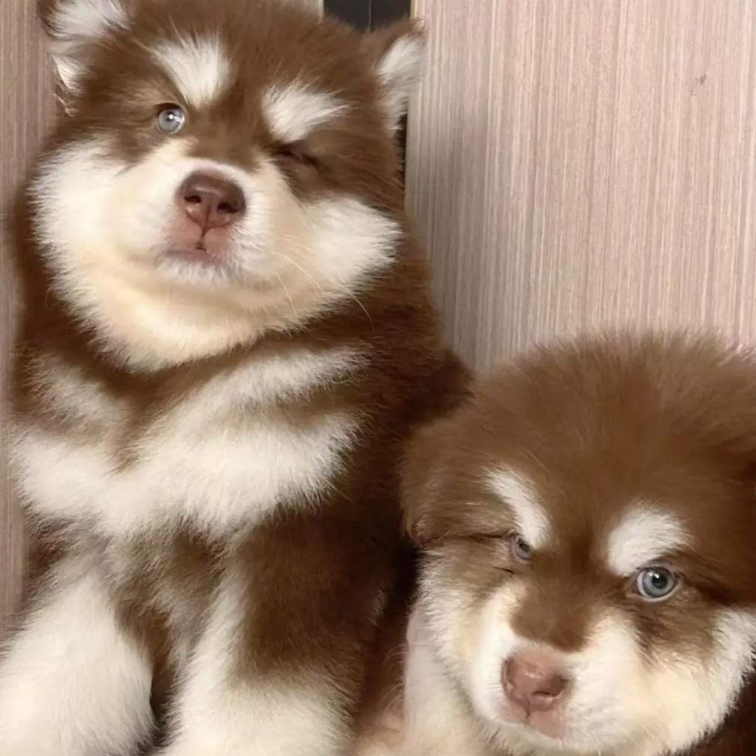 李狗蛋