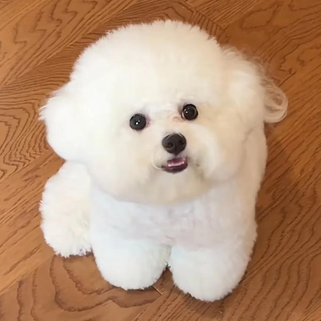 迪宠家的比熊