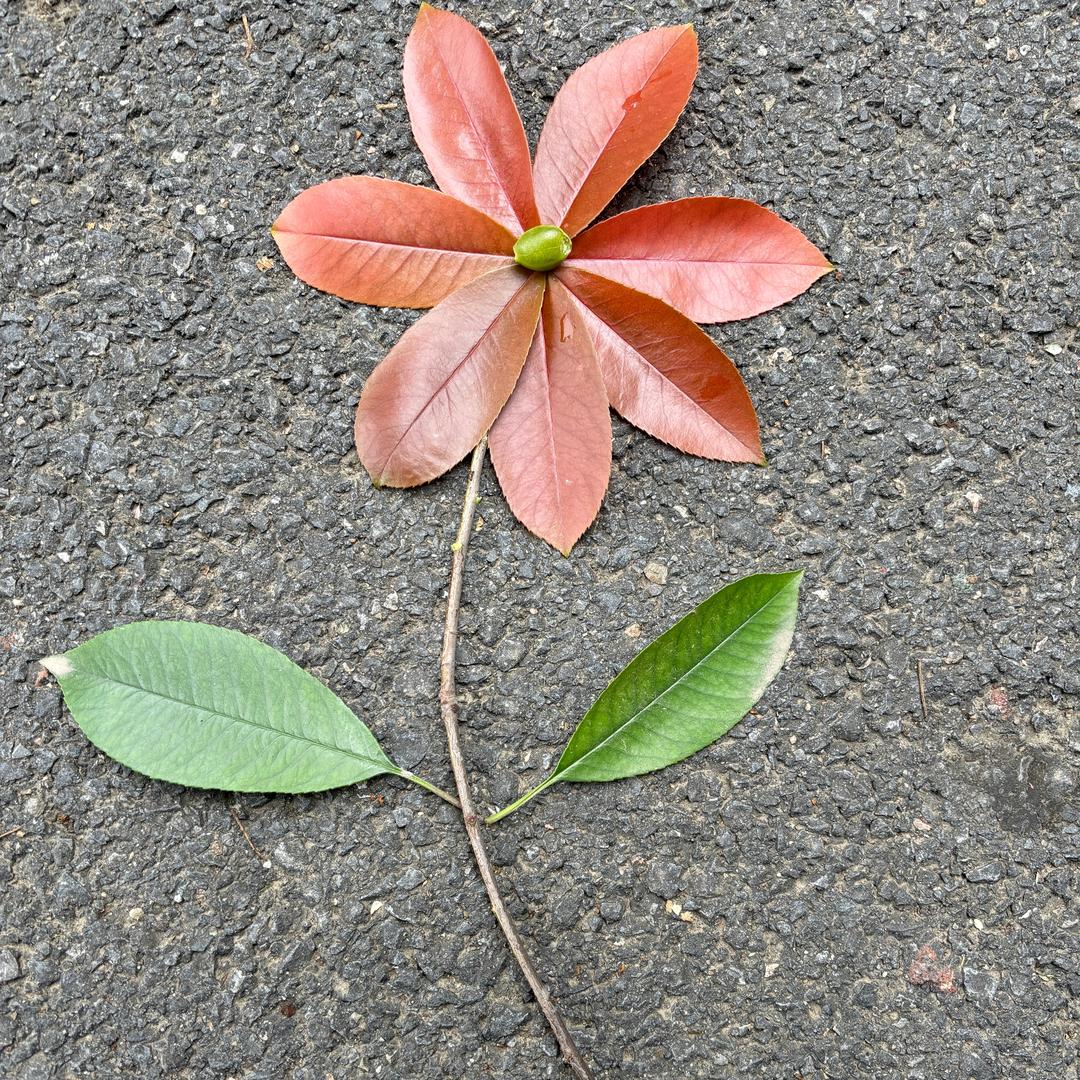 燕子