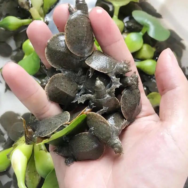 小慧龟🐢宠