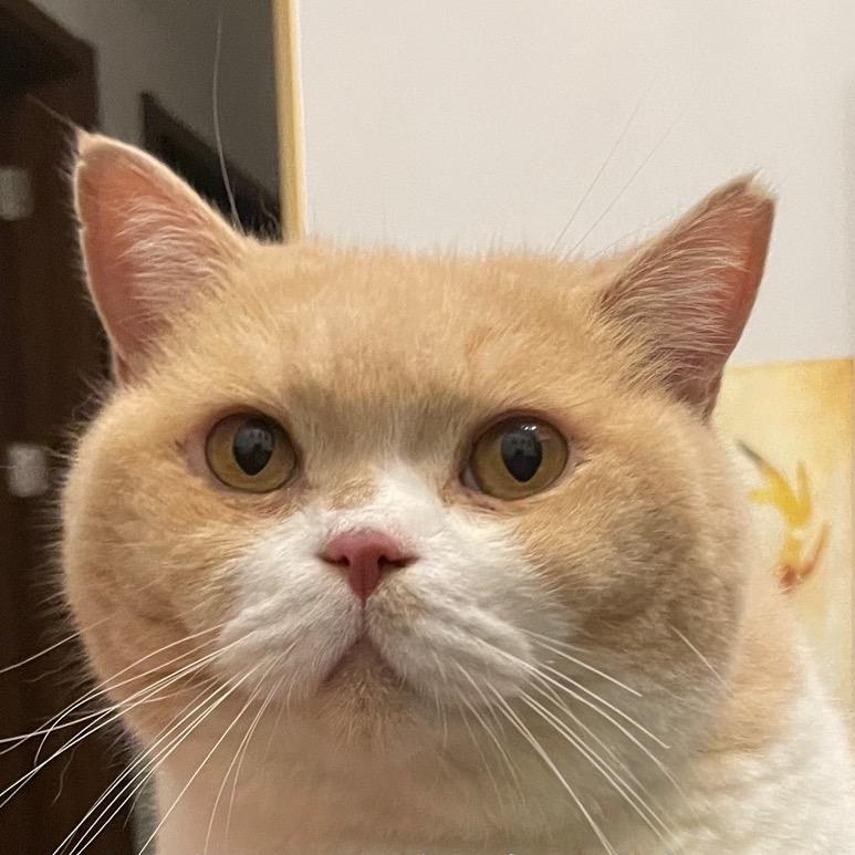 小姨是只猫面包