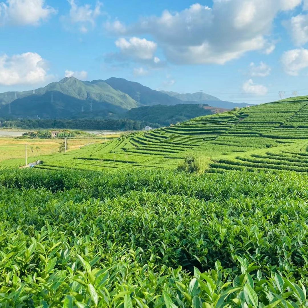小雅有好茶新号开播