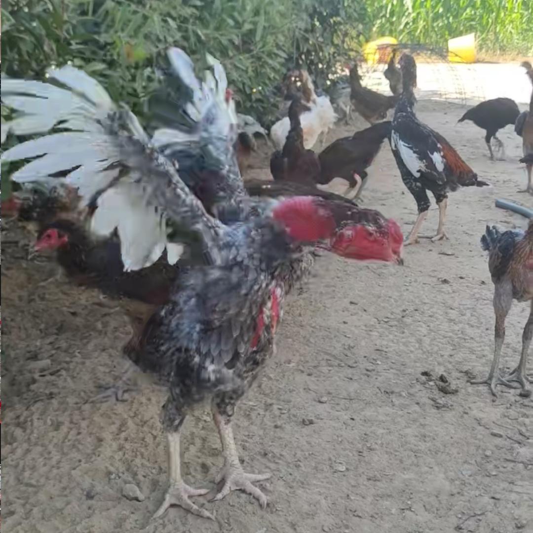 河南精品斗鸡小张