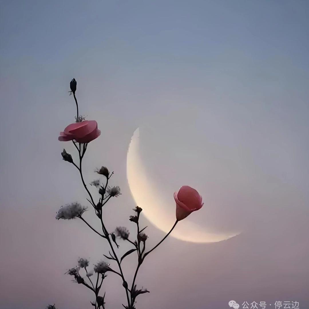 笙歌响起伊人亦离