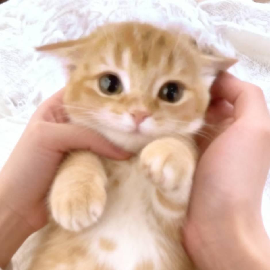 小麦