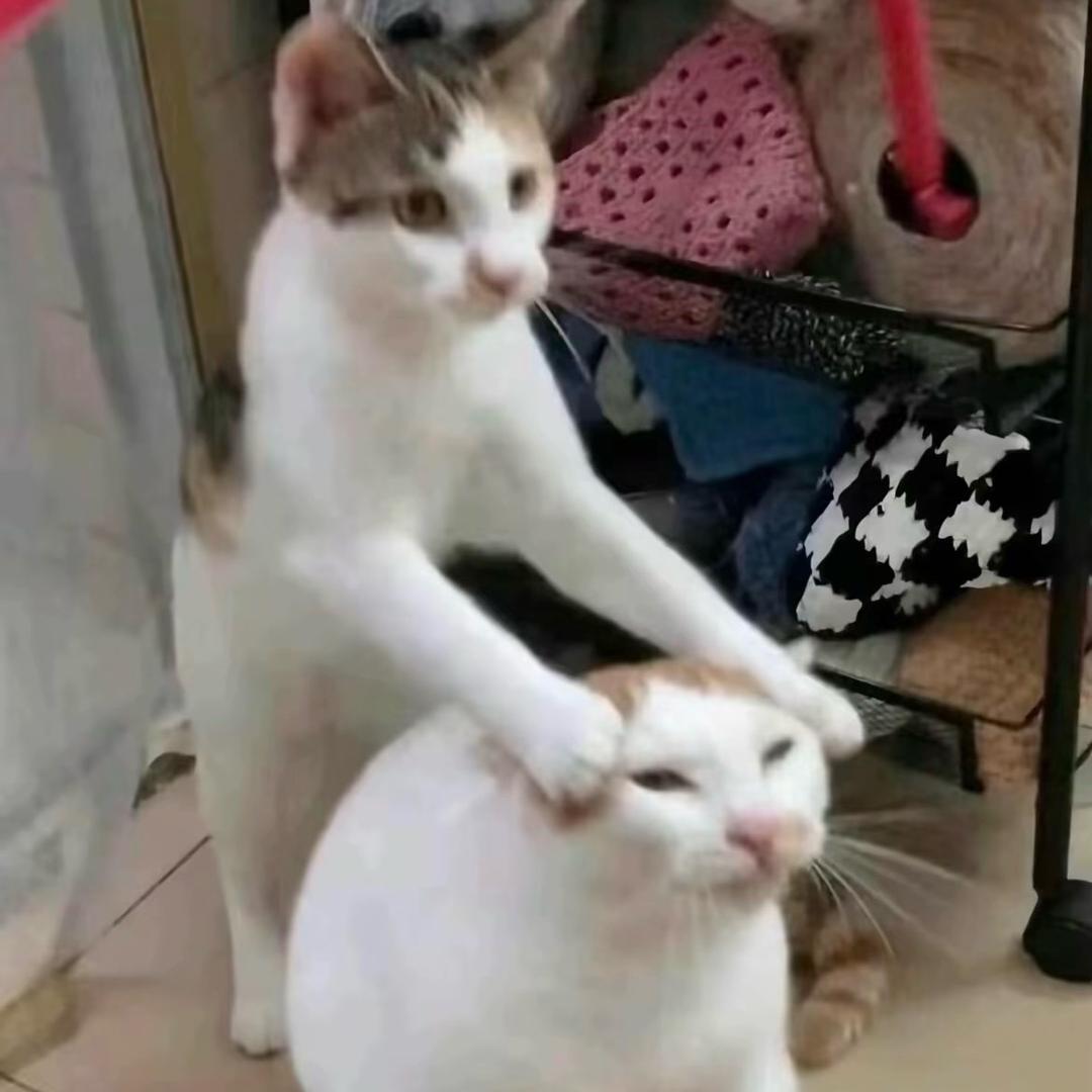 是Q呀