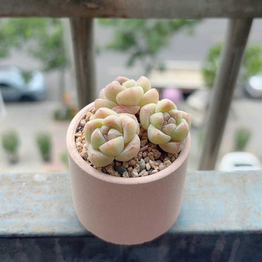 白菜