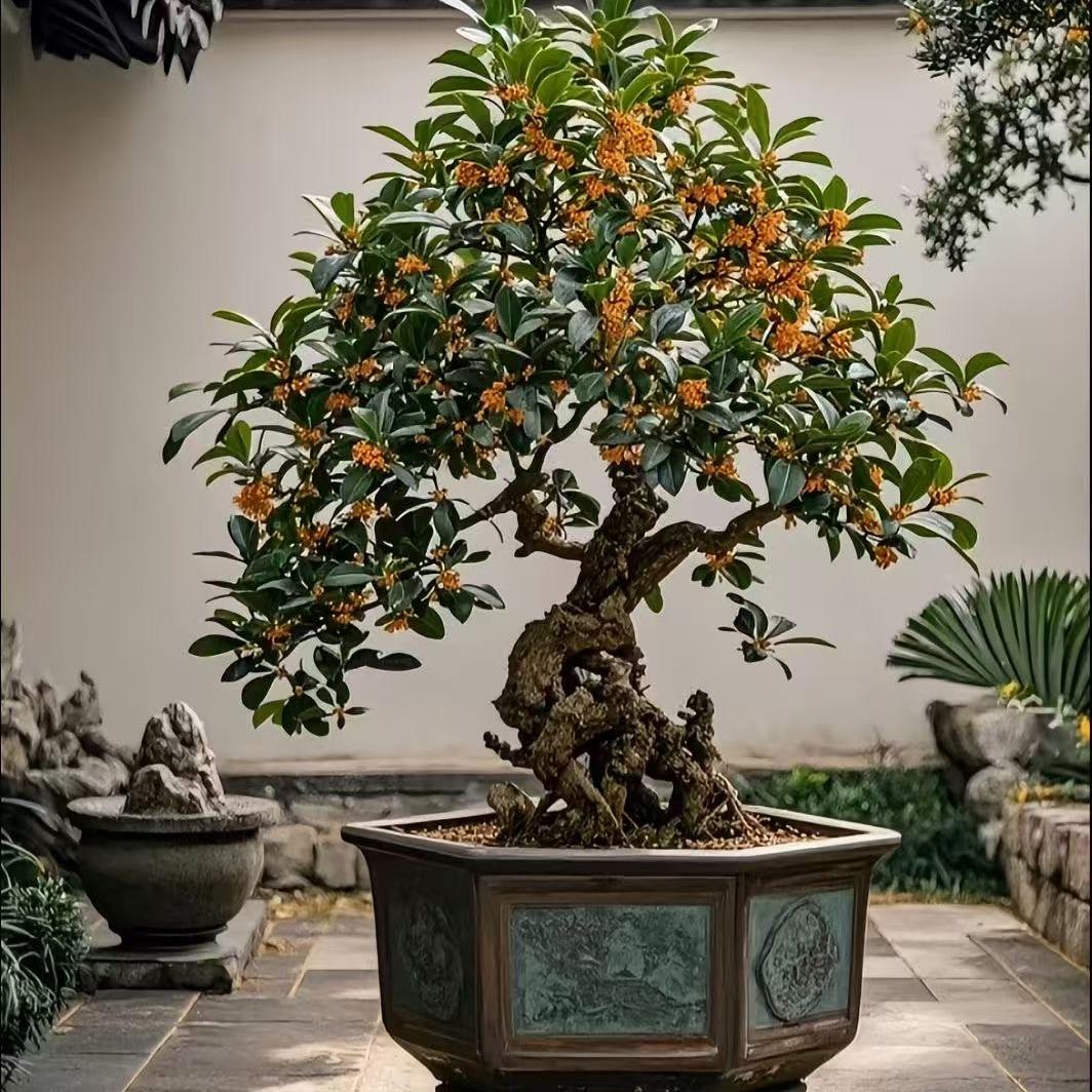 钟爱桂花园