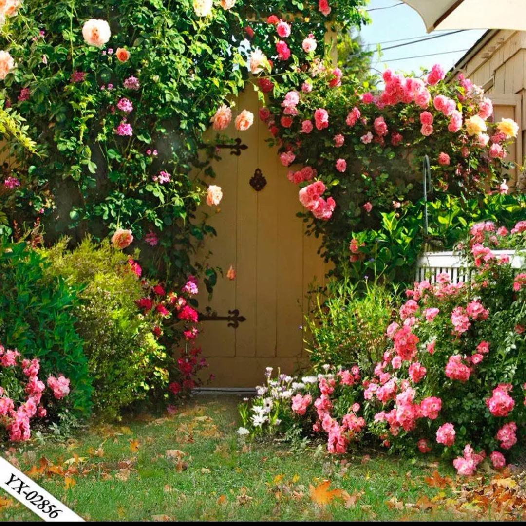 艾力恒花卉绿植