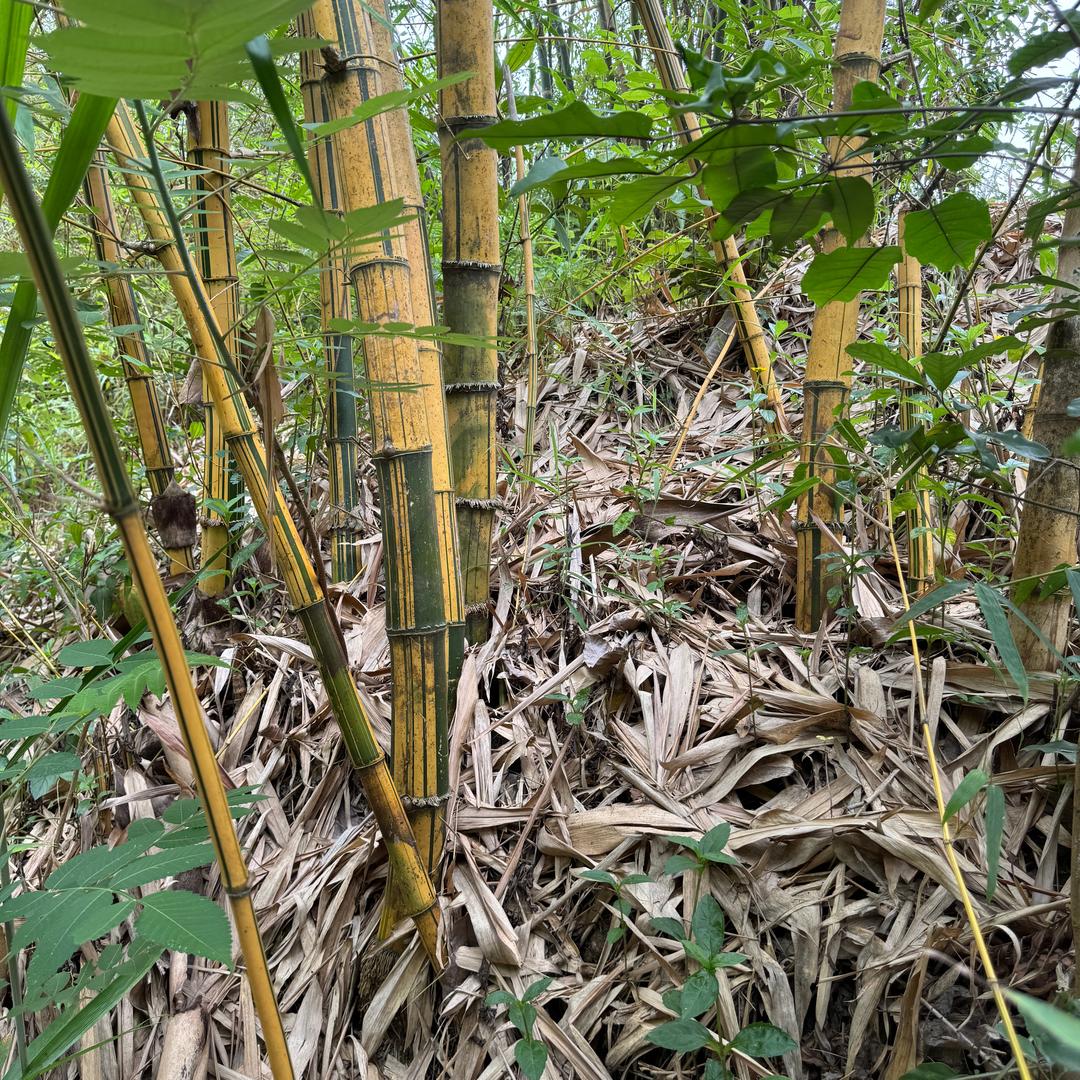 贵州农村袁满满