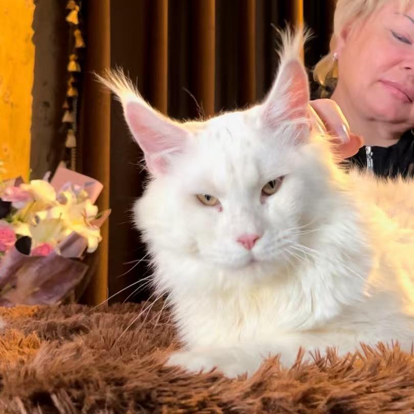 钓鱼佬家的缅因猫